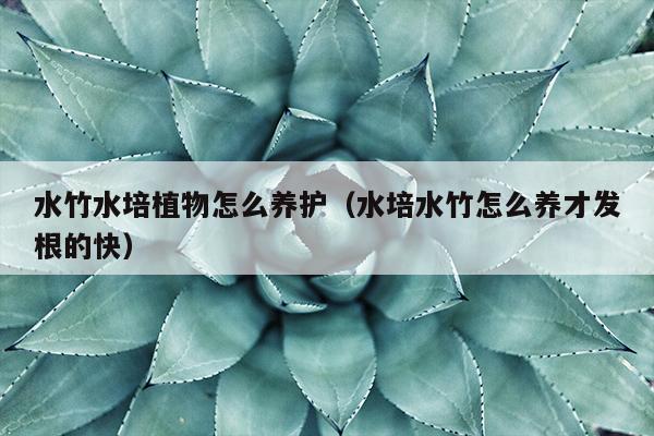 水竹水培植物怎么养护（水培水竹怎么养才发根的快）