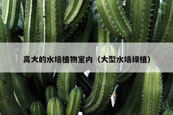 高大的水培植物室内（大型水培绿植）