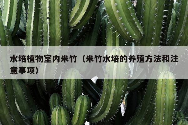 水培植物室内米竹（米竹水培的养殖方法和注意事项）