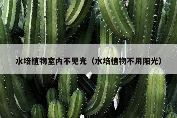 水培植物室内不见光（水培植物不用阳光）