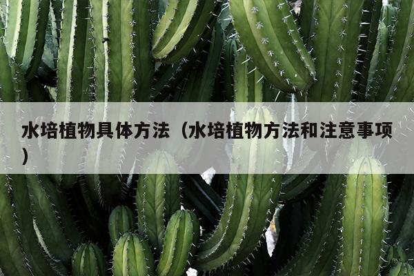 水培植物具体方法（水培植物方法和注意事项）