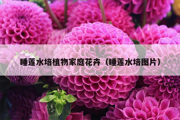 睡莲水培植物家庭花卉（睡莲水培图片）