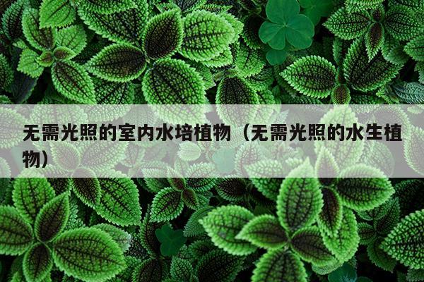 无需光照的室内水培植物（无需光照的水生植物）