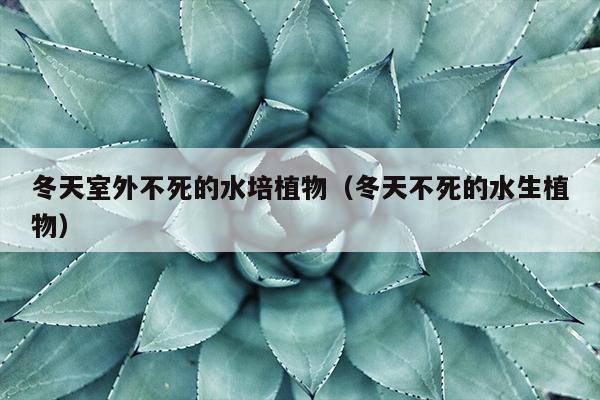 冬天室外不死的水培植物（冬天不死的水生植物）