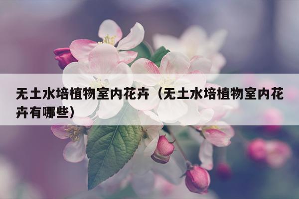 无土水培植物室内花卉（无土水培植物室内花卉有哪些）