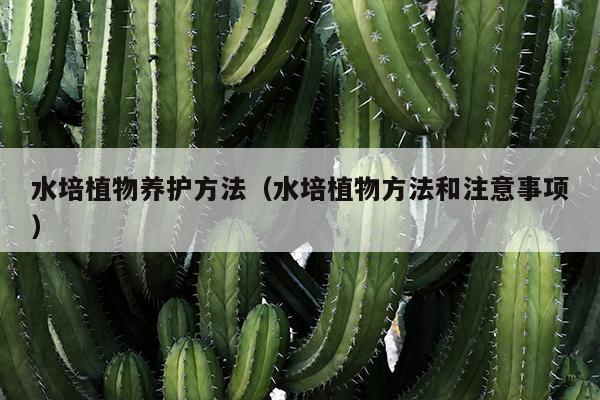 水培植物养护方法（水培植物方法和注意事项）