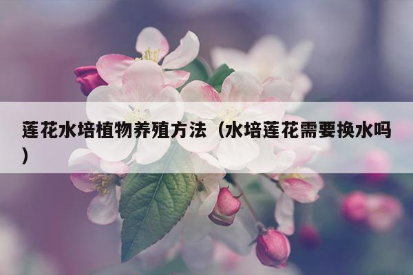 莲花水培植物养殖方法（水培莲花需要换水吗）