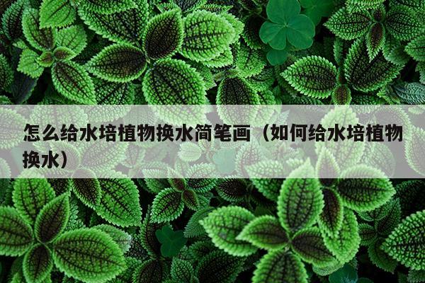 怎么给水培植物换水简笔画（如何给水培植物换水）