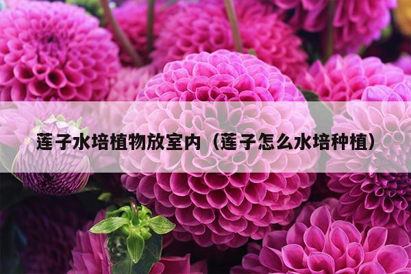 莲子水培植物放室内（莲子怎么水培种植）