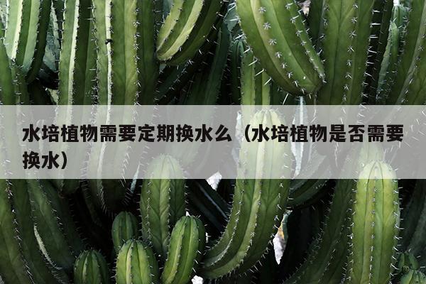 水培植物需要定期换水么（水培植物是否需要换水）