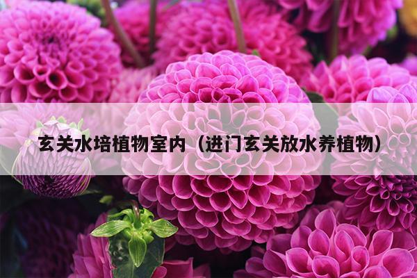 玄关水培植物室内（进门玄关放水养植物）