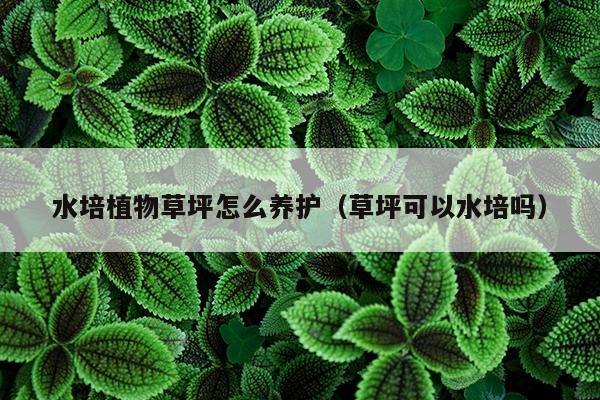 水培植物草坪怎么养护（草坪可以水培吗）