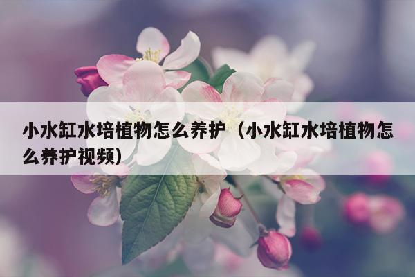 小水缸水培植物怎么养护（小水缸水培植物怎么养护视频）