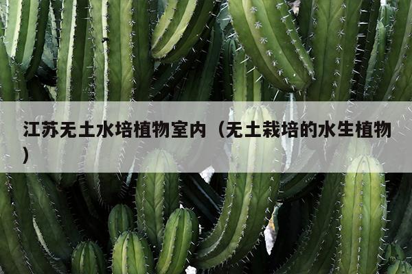 江苏无土水培植物室内（无土栽培的水生植物）