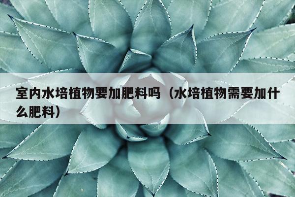 室内水培植物要加肥料吗（水培植物需要加什么肥料）