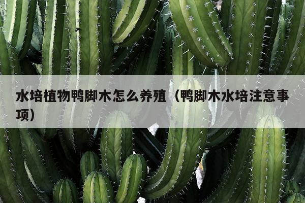 水培植物鸭脚木怎么养殖（鸭脚木水培注意事项）