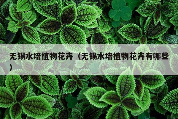 无锡水培植物花卉（无锡水培植物花卉有哪些）