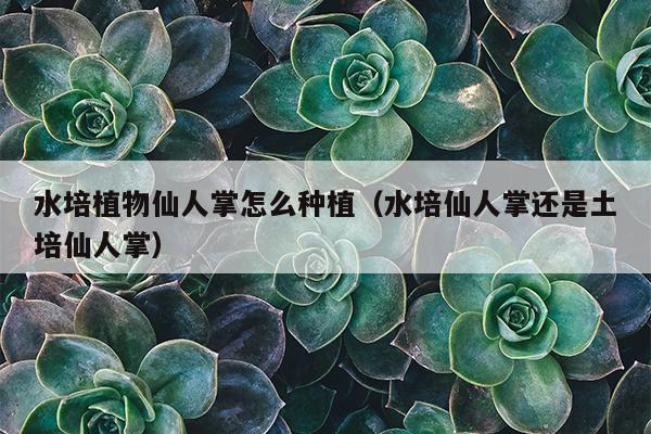 水培植物仙人掌怎么种植（水培仙人掌还是土培仙人掌）