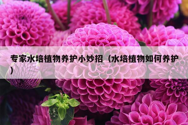 专家水培植物养护小妙招（水培植物如何养护）