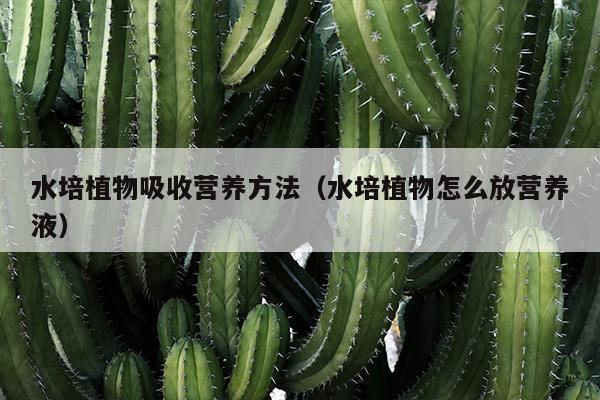 水培植物吸收营养方法（水培植物怎么放营养液）