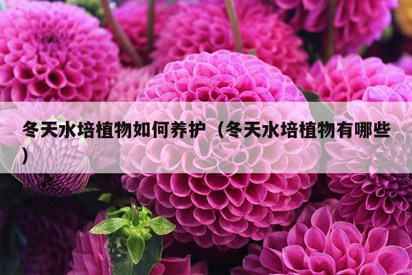 冬天水培植物如何养护（冬天水培植物有哪些）