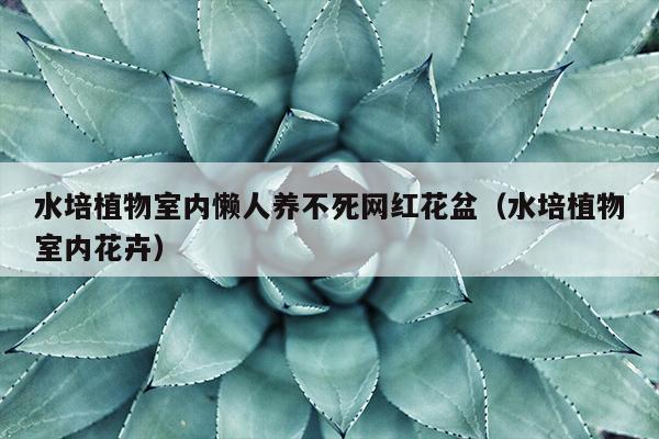 水培植物室内懒人养不死网红花盆（水培植物室内花卉）