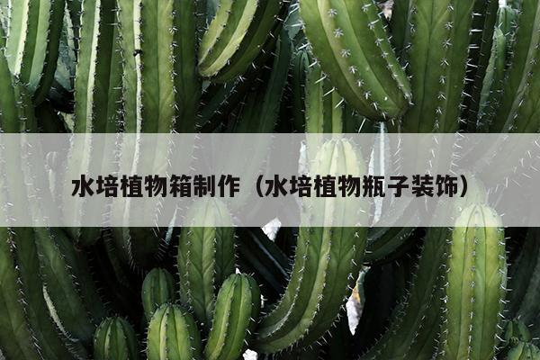 水培植物箱制作（水培植物瓶子装饰）