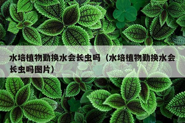 水培植物勤换水会长虫吗（水培植物勤换水会长虫吗图片）