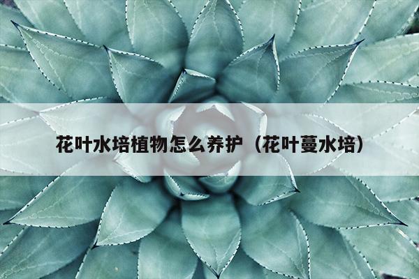 花叶水培植物怎么养护（花叶蔓水培）