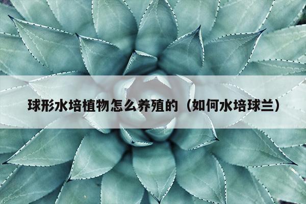 球形水培植物怎么养殖的（如何水培球兰）