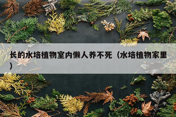 长的水培植物室内懒人养不死（水培植物家里）