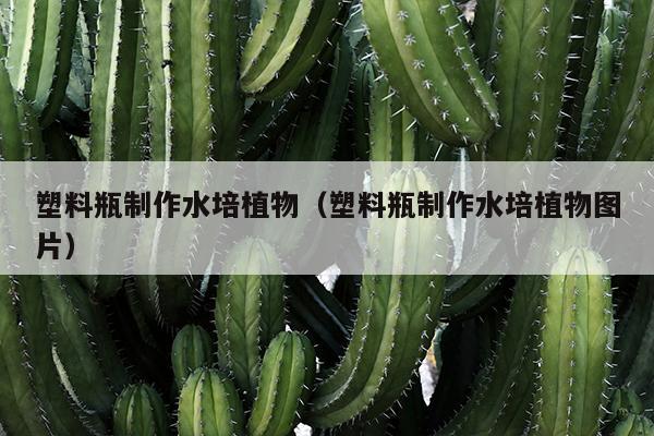 塑料瓶制作水培植物（塑料瓶制作水培植物图片）