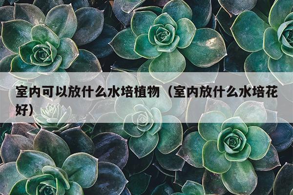 室内可以放什么水培植物（室内放什么水培花好）