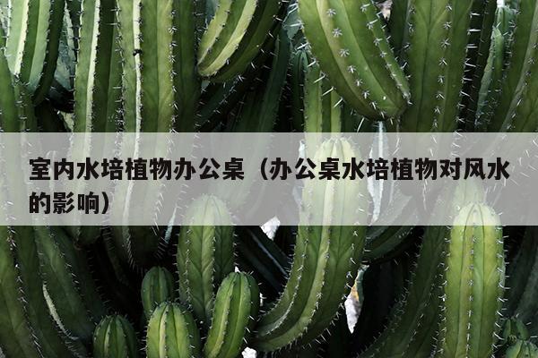 室内水培植物办公桌（办公桌水培植物对风水的影响）