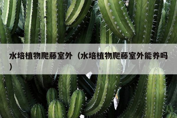 水培植物爬藤室外（水培植物爬藤室外能养吗）