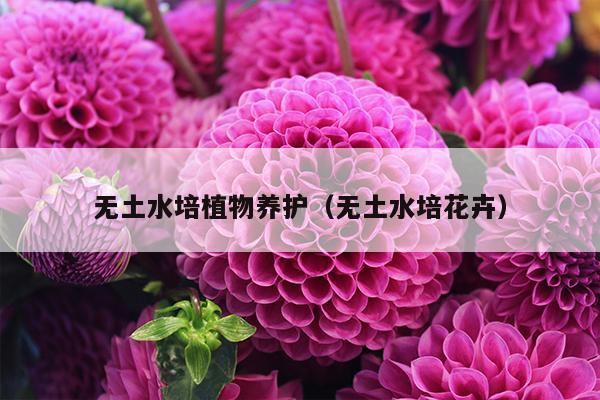 无土水培植物养护（无土水培花卉）