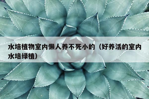 水培植物室内懒人养不死小的（好养活的室内水培绿植）