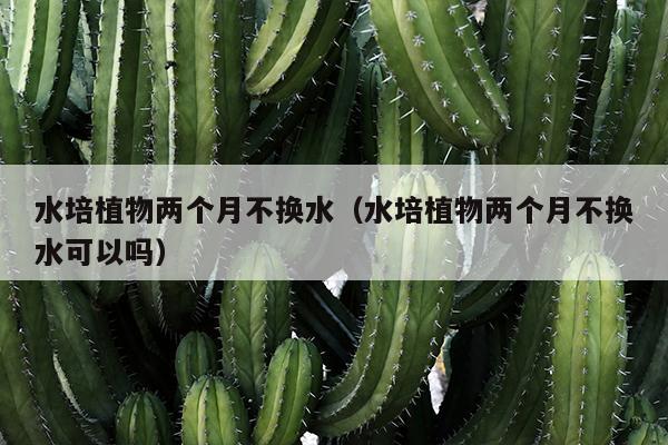 水培植物两个月不换水（水培植物两个月不换水可以吗）