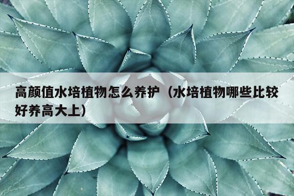 高颜值水培植物怎么养护（水培植物哪些比较好养高大上）