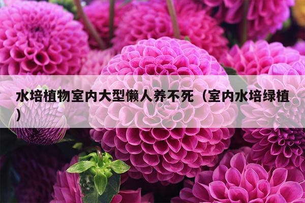 水培植物室内大型懒人养不死（室内水培绿植）