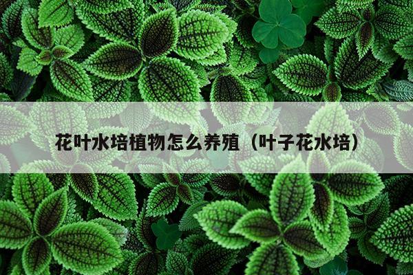 花叶水培植物怎么养殖（叶子花水培）