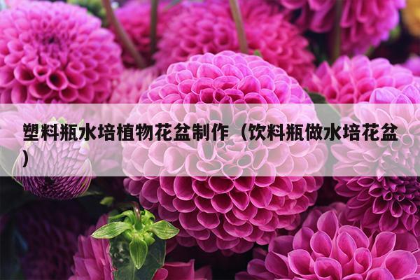 塑料瓶水培植物花盆制作（饮料瓶做水培花盆）