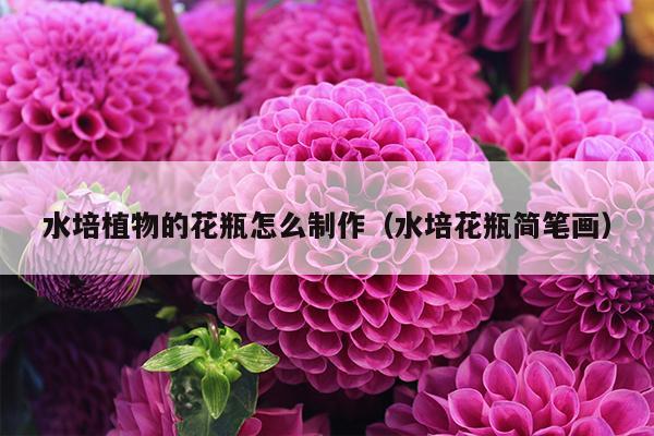 水培植物的花瓶怎么制作（水培花瓶简笔画）