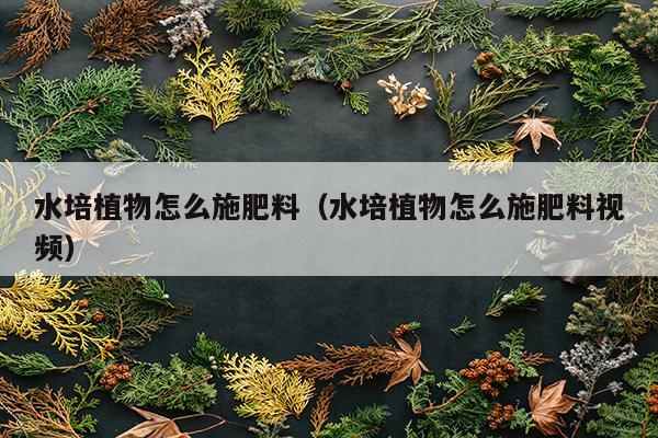 水培植物怎么施肥料（水培植物怎么施肥料视频）