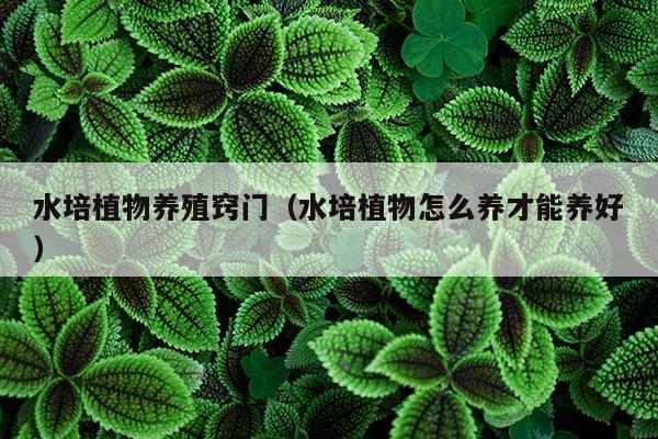 水培植物养殖窍门（水培植物怎么养才能养好）