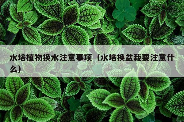 水培植物换水注意事项（水培换盆栽要注意什么）