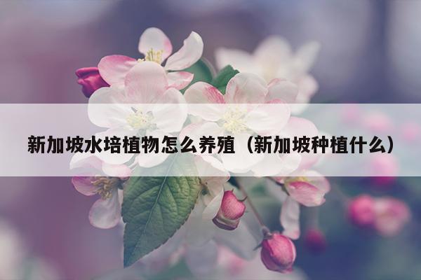 新加坡水培植物怎么养殖（新加坡种植什么）