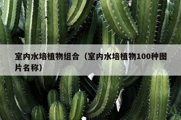 室内水培植物组合（室内水培植物100种图片名称）