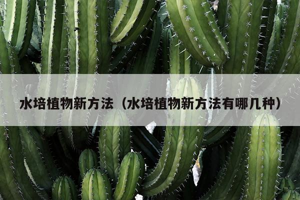 水培植物新方法（水培植物新方法有哪几种）