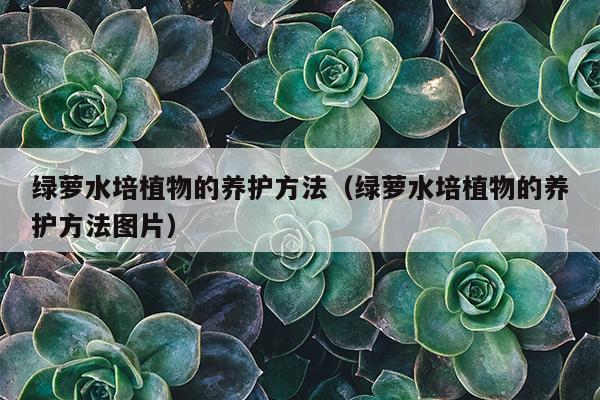 绿萝水培植物的养护方法（绿萝水培植物的养护方法图片）